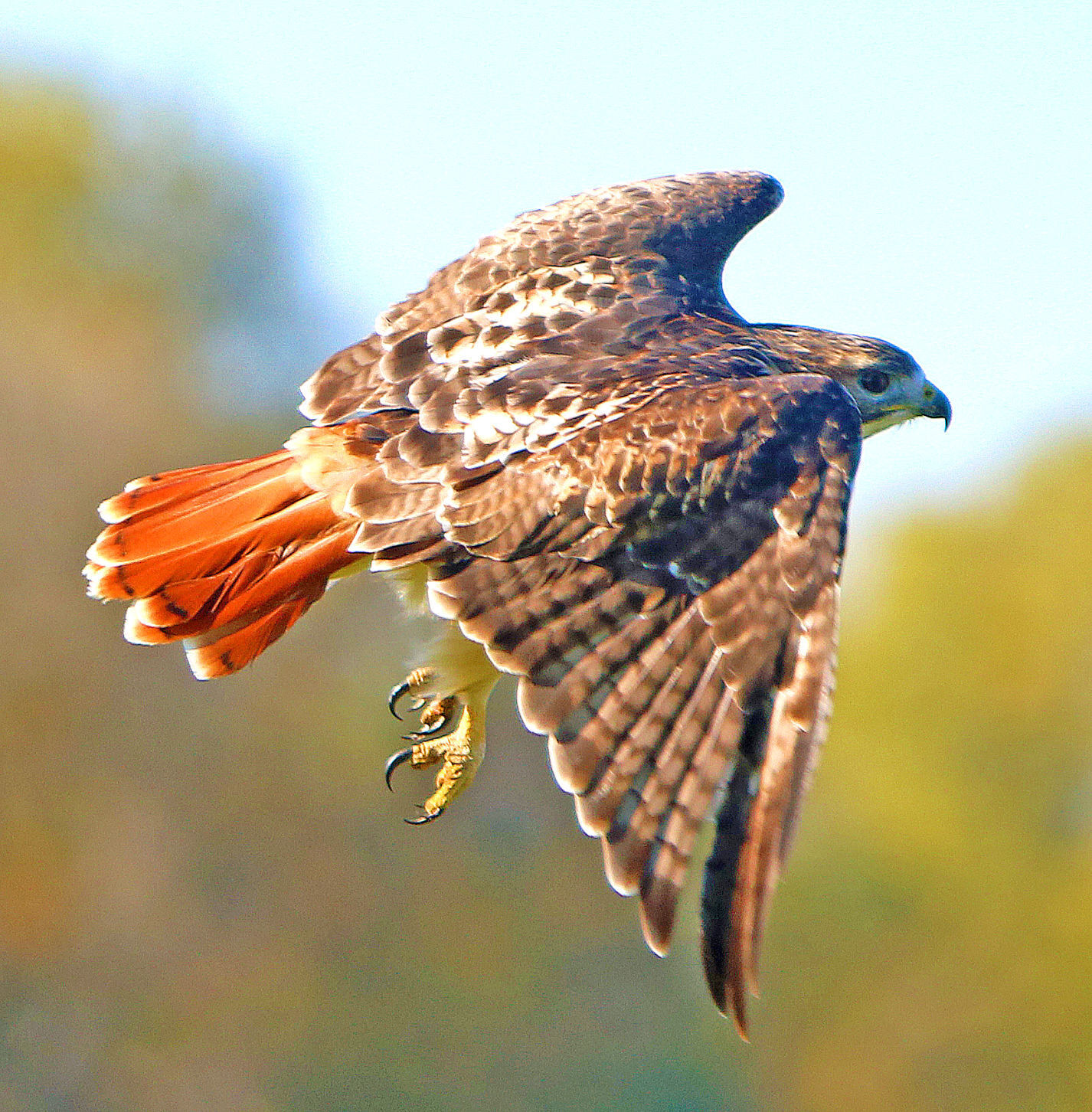 Red-tailed Hawk